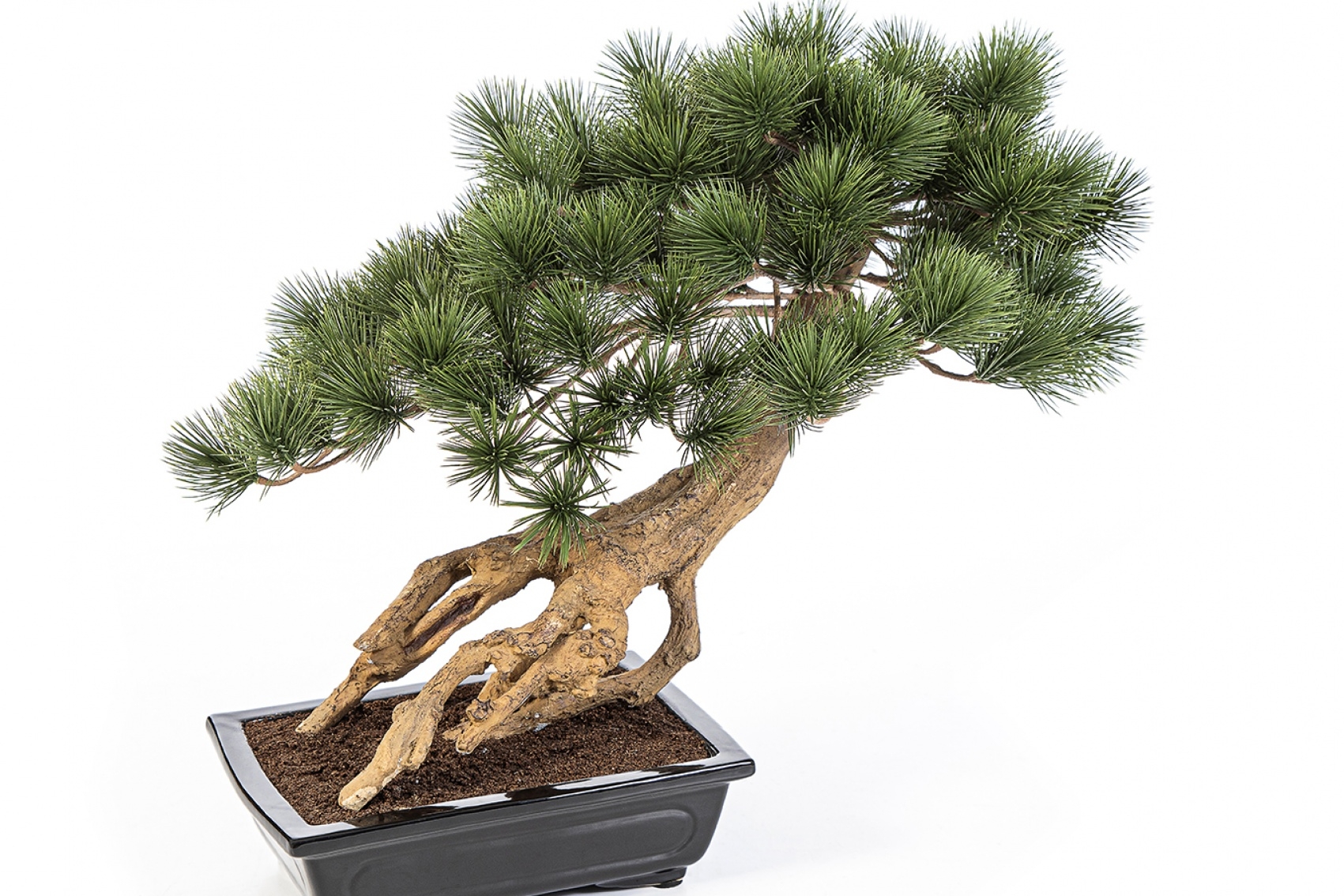 Bonzai Pinus Parviflor with Black Pot 55 cm