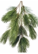 Bonzai pinus spray x 18 90 cm
