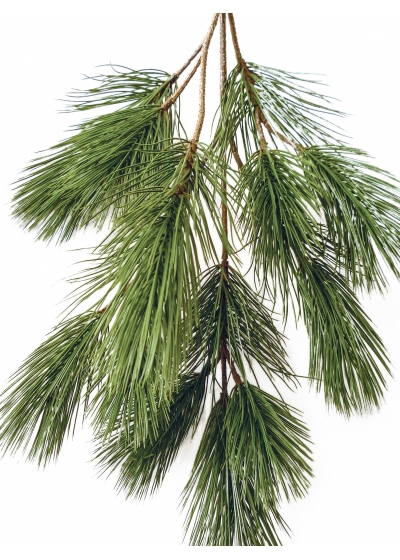 Bonzai pinus spray x 18 90 cm