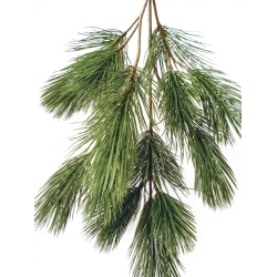 Bonzai pinus spray x 18 90 cm