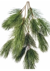 Bonzai pinus spray x 18 90 cm