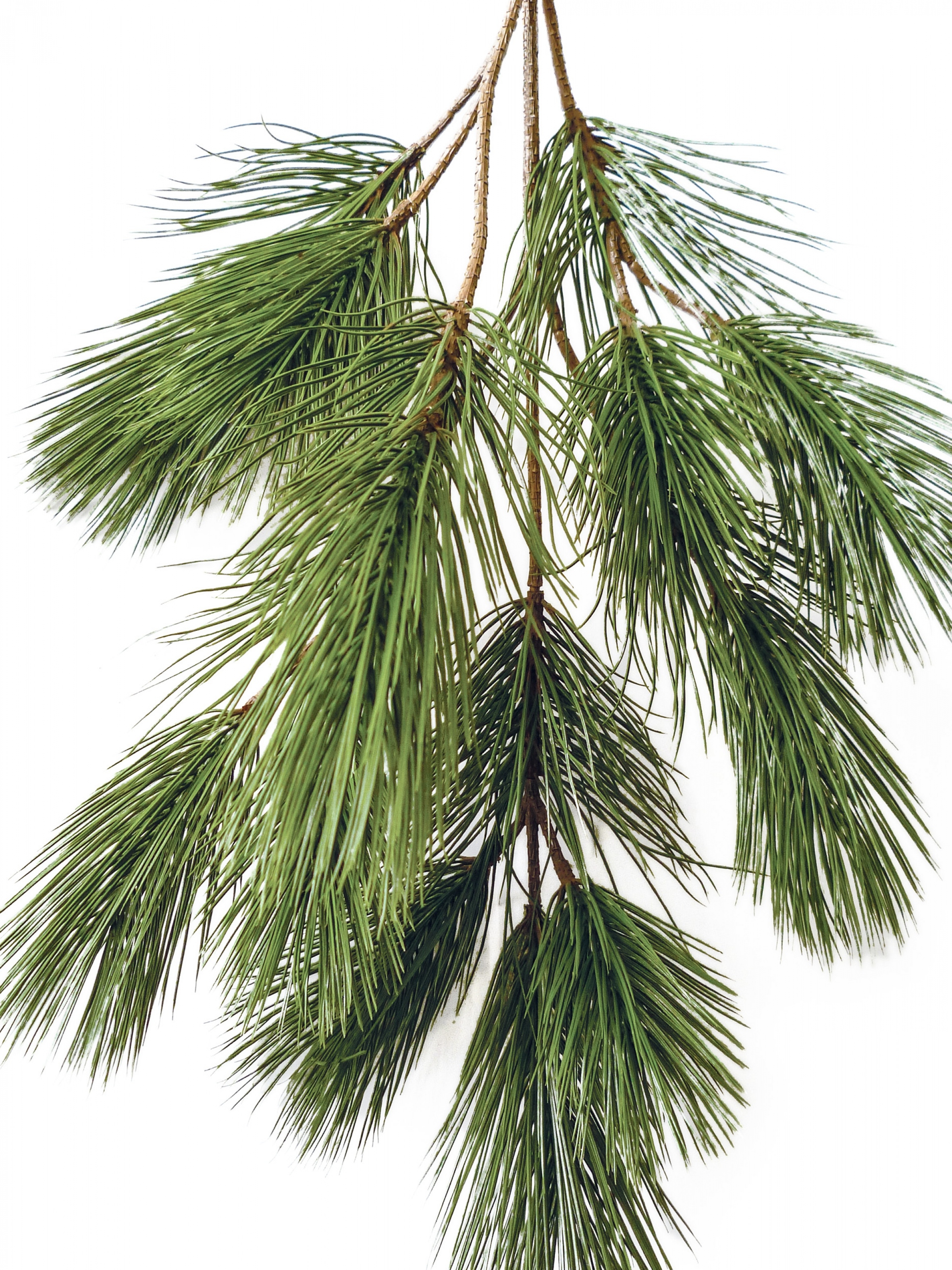 Bonzai pinus spray x 18 90 cm