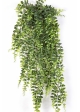 Boston Fern Hanging Bush 75-140 cm