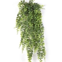 Boston Fern Hanging Bush 75-140 cm