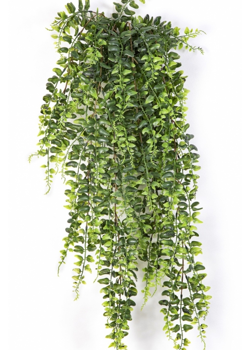 Boston Fern Hanging Bush 75-140 cm