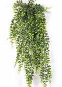 Boston Fern Hanging Bush 75-140 cm