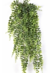 Boston Fern Hanging Bush 75-140 cm