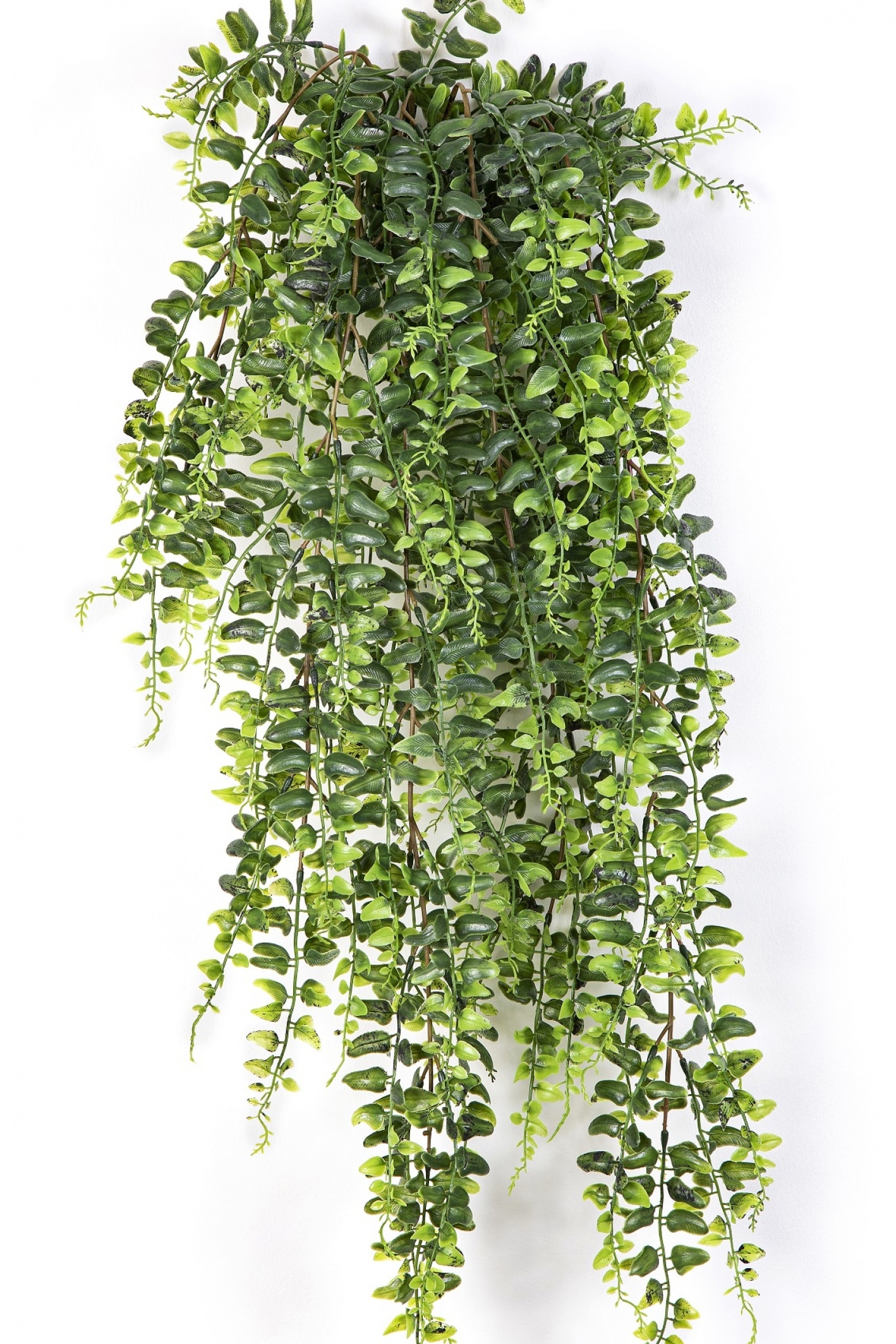 Boston Fern Hanging Bush 75-140 cm