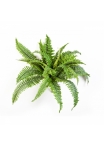 Boston fern x 26 50-90 cm