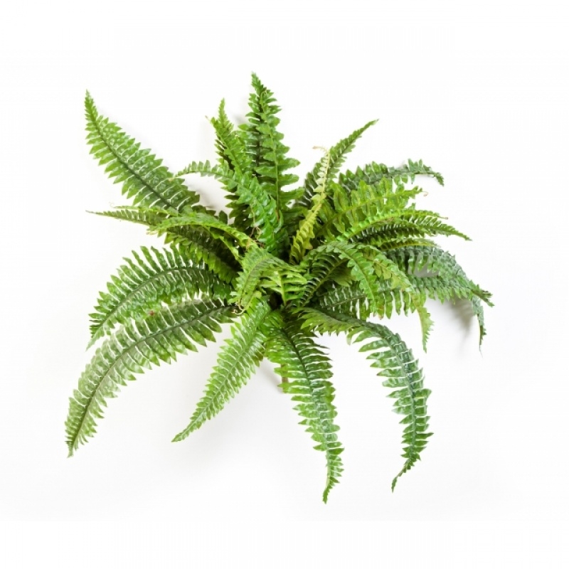 Boston fern x 26 50-90 cm