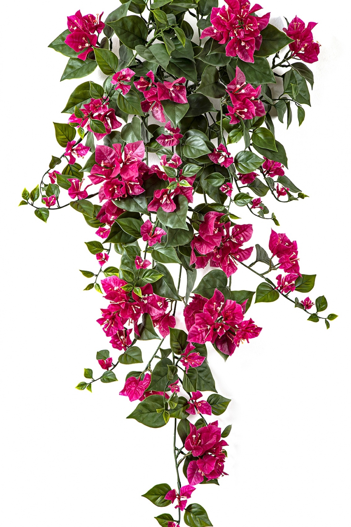 Bougainvillea Hanging Bush Fuchsia - UV 100 cm