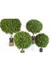Boxwood Ball 30-120 cm
