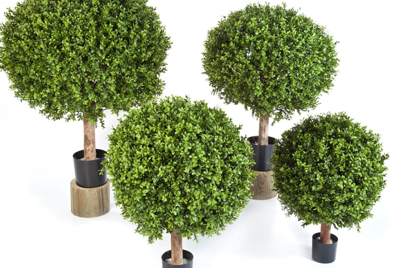 Boxwood Ball 30-120 cm