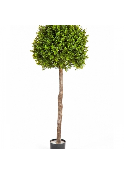 Boxwood Ball Tree 105-170 cm