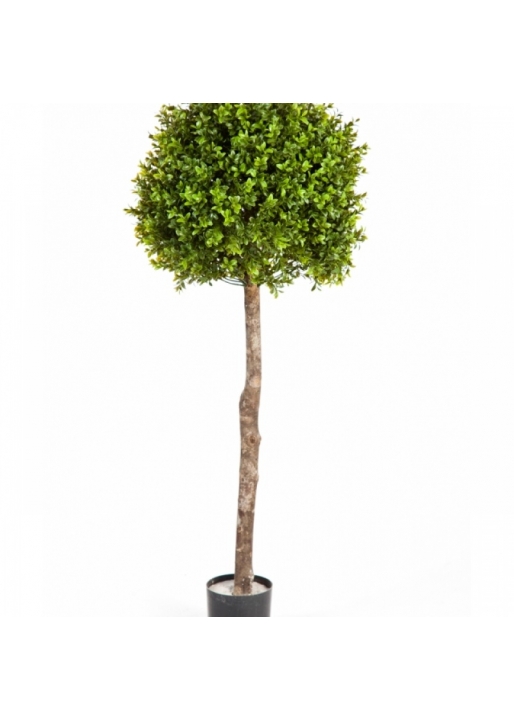 Boxwood Ball Tree 105-170 cm