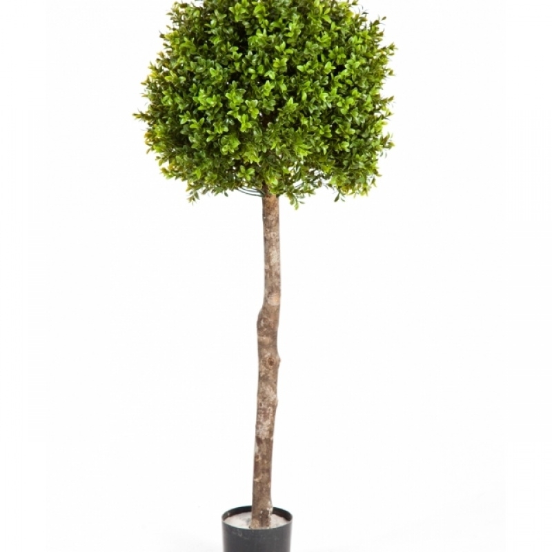 Boxwood Ball Tree 105-170 cm