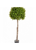 Boxwood Ball Tree 105-170 cm