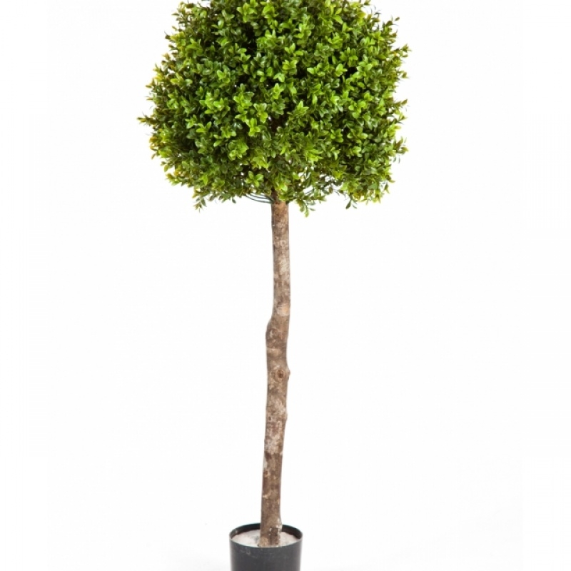 Boxwood Ball Tree 105-170 cm