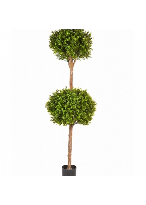 Boxwood Double Ball Tree 165 cm