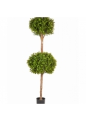 Boxwood Double Ball Tree 165 cm