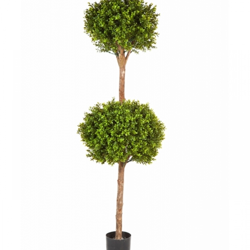 Boxwood Double Ball Tree 165 cm