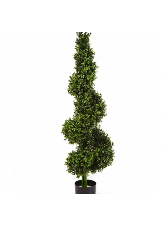 Boxwood Royal Spiral Tree 135 cm