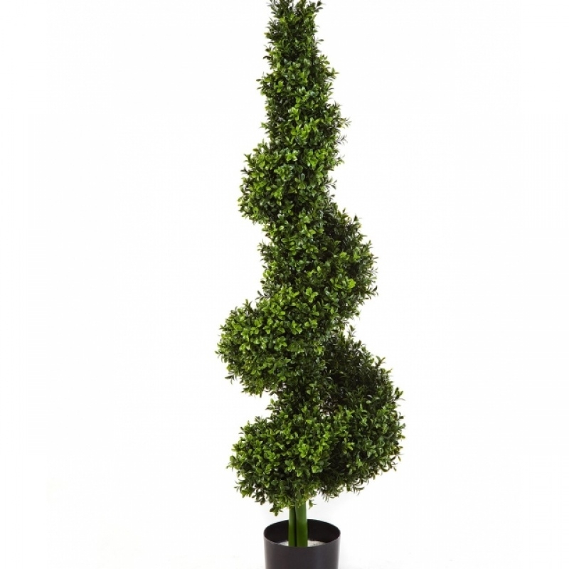 Boxwood Royal Spiral Tree 135 cm