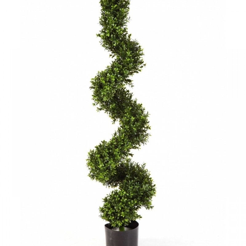 Boxwood Spiral Tree 135 cm