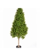 Boxwood Tower Tree 105-170 cm