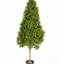 Boxwood Tower Tree 105-170 cm