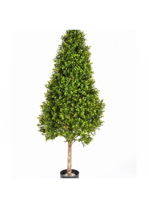 Boxwood Tower Tree 105-170 cm
