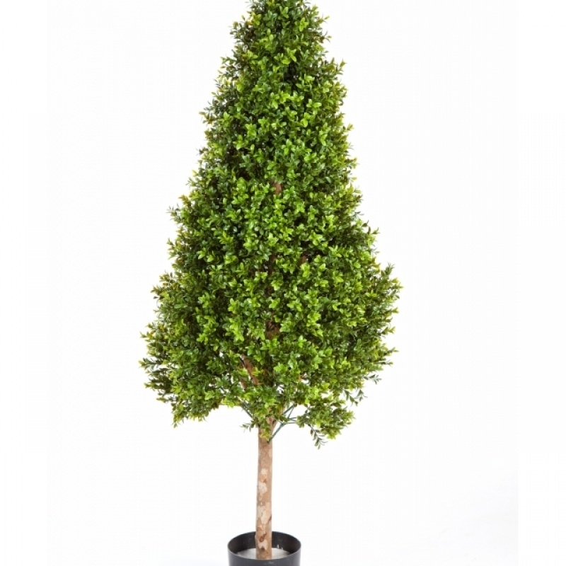 Boxwood Tower Tree 105-170 cm