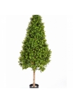 Boxwood Tower Tree 105-170 cm