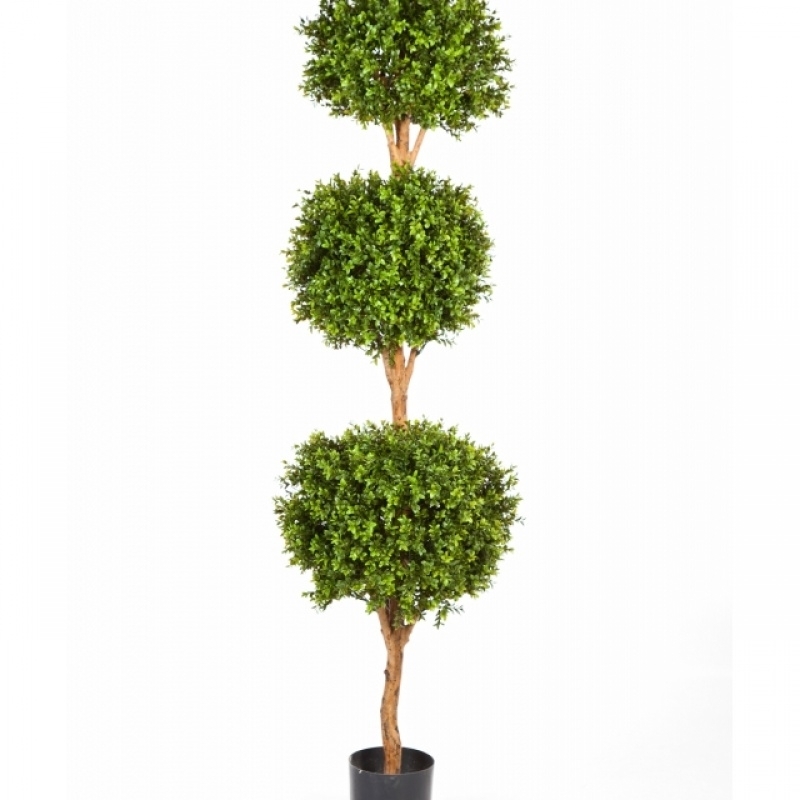Boxwood Triple Ball Tree 190 cm