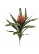 Bromelia Ginger Red 40 cm