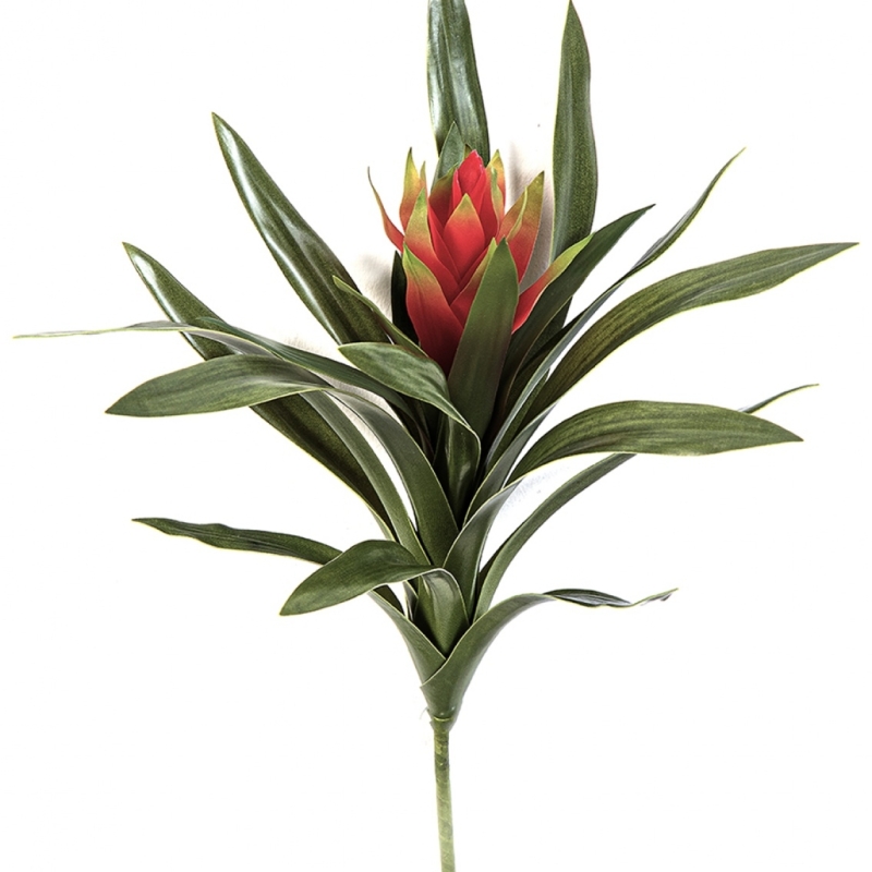 Bromelia Ginger Red 40 cm