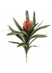 Bromelia Ginger Red 40 cm