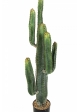 CEREUS CACTUS X 6 115 cm