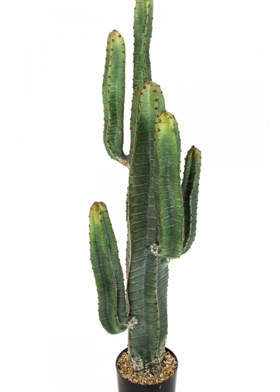 CEREUS CACTUS X 6 115 cm