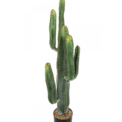 CEREUS CACTUS X 6 115 cm
