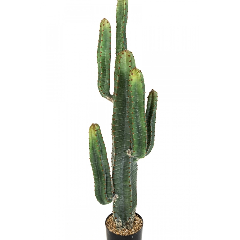 CEREUS CACTUS X 6 115 cm