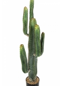 CEREUS CACTUS X 6 115 cm