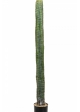 CEREUS COLUMN CACTUS 140-180 cm