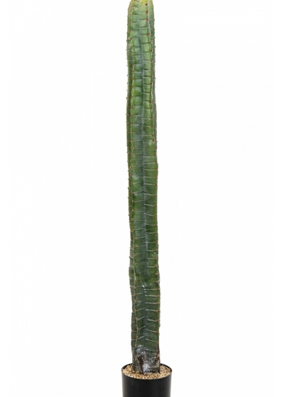 CEREUS COLUMN CACTUS 140-180 cm