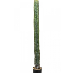 CEREUS COLUMN CACTUS 140-180 cm