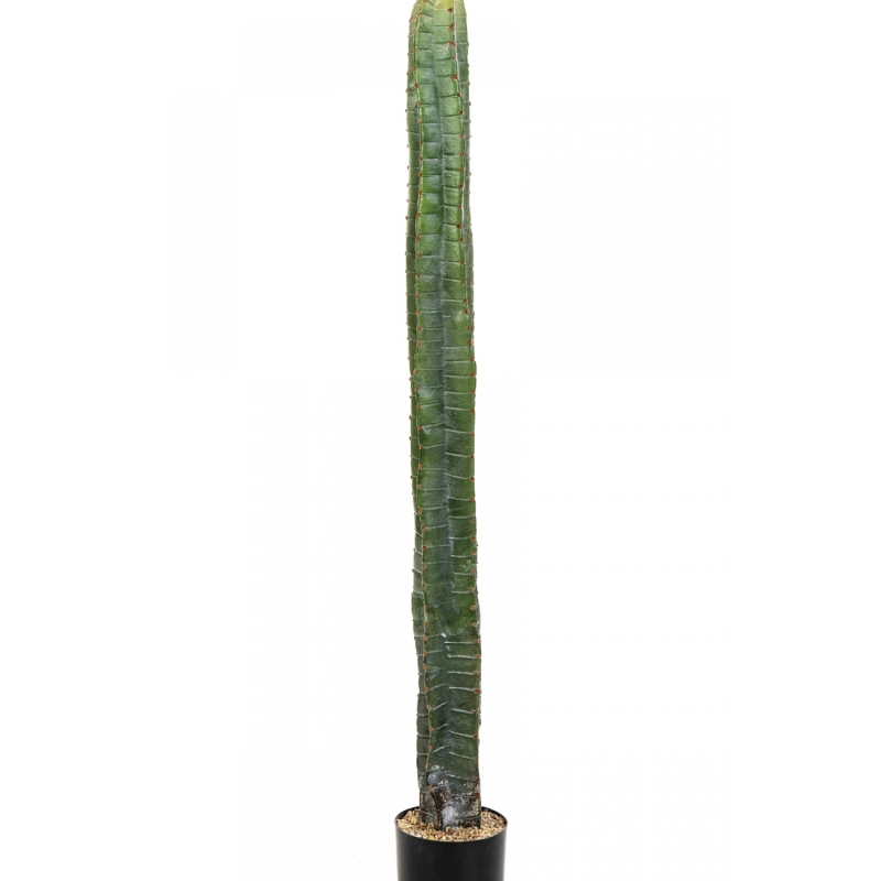 CEREUS COLUMN CACTUS 140-180 cm