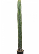 CEREUS COLUMN CACTUS 140-180 cm