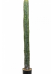 CEREUS COLUMN CACTUS 140-180 cm