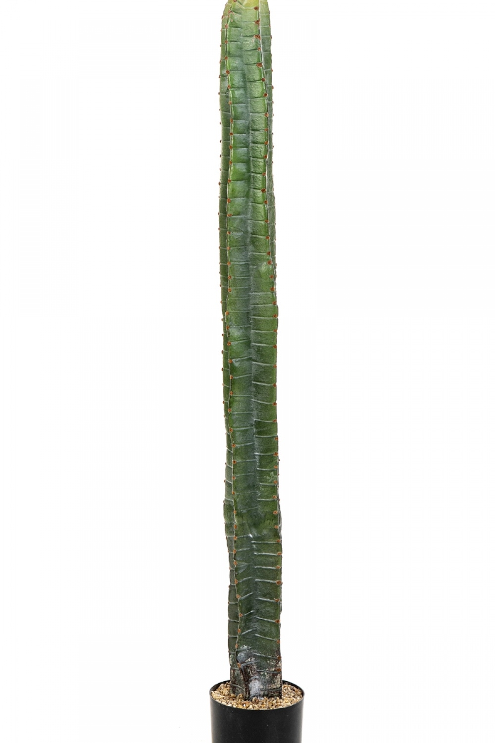 CEREUS COLUMN CACTUS 140-180 cm