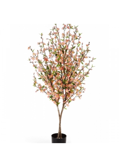 CHERRY BLOSSOM 140-170 cm